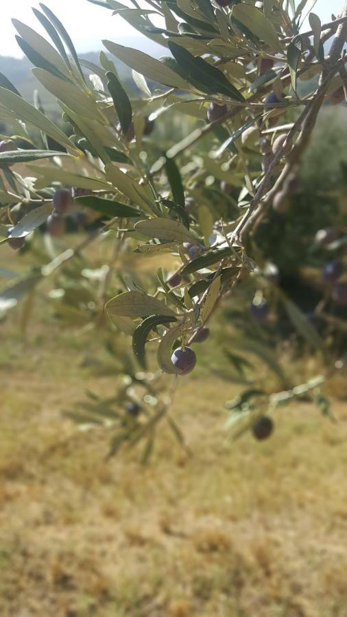 キウージ Montevenere 83ヴィラ エクステリア 写真